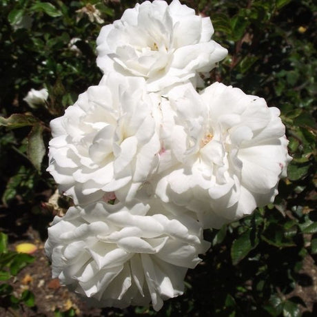 Pillow Fight™ Rose