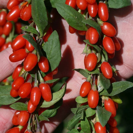 Goji Berry Plant