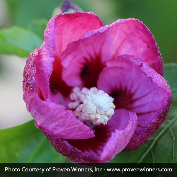 Proven Winners® ColorChoice® Lil' Kim® Violet Rose of Sharon
