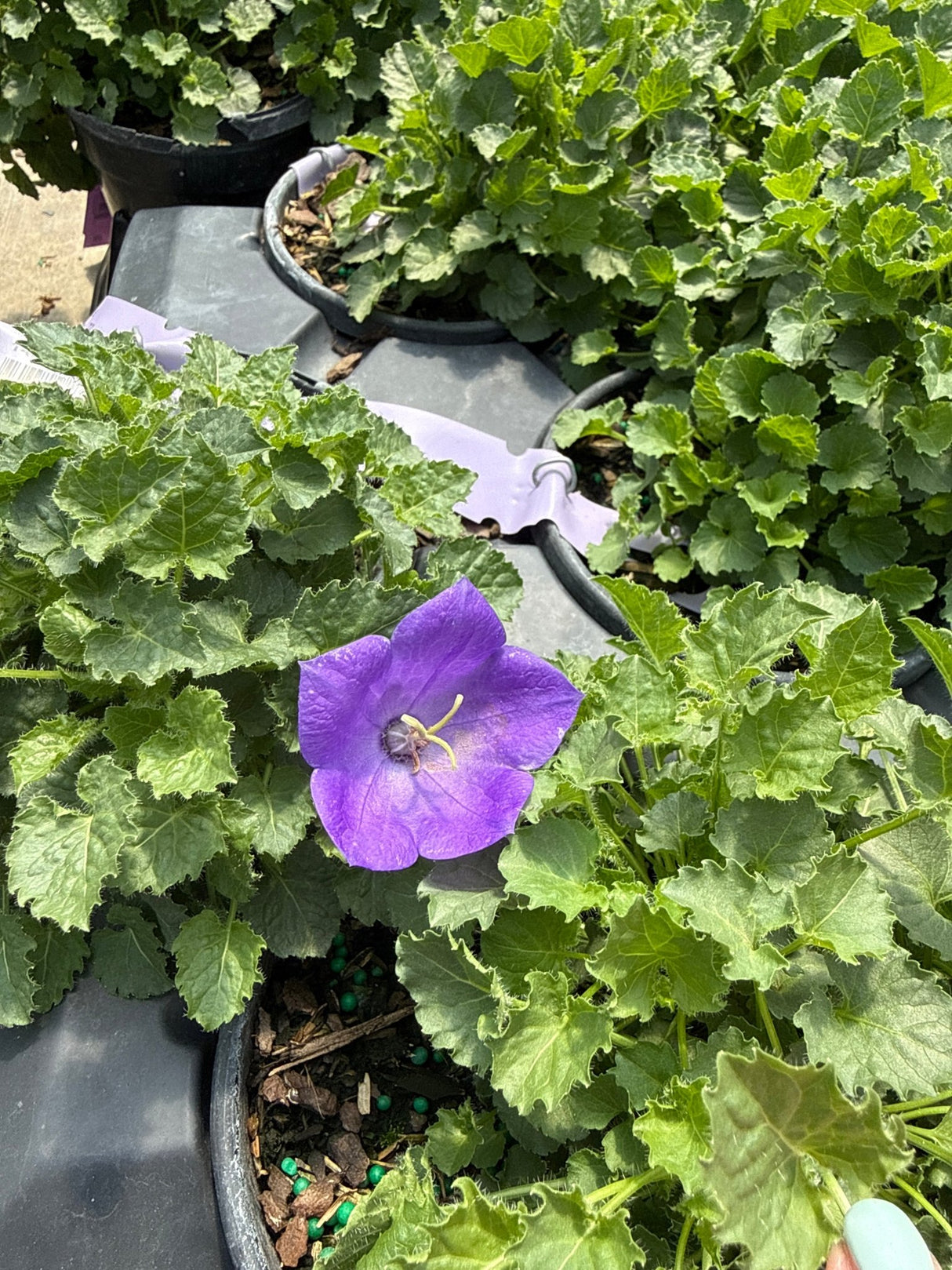 Rapido Blue Carpathian Bellflower