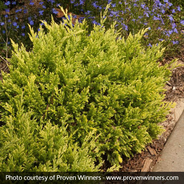 Good Vibrations® Juniper