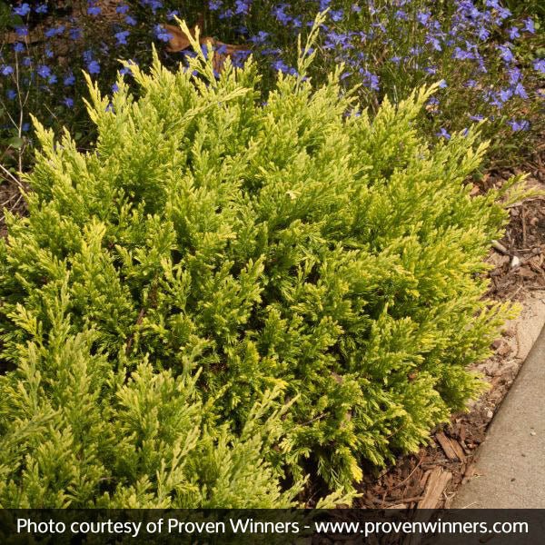 Good Vibrations® Juniper