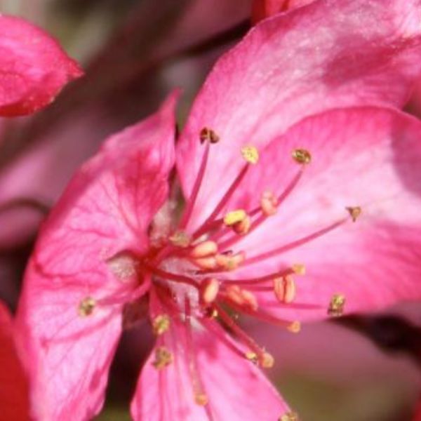 Royal Raindrops® Flowering Crabapple