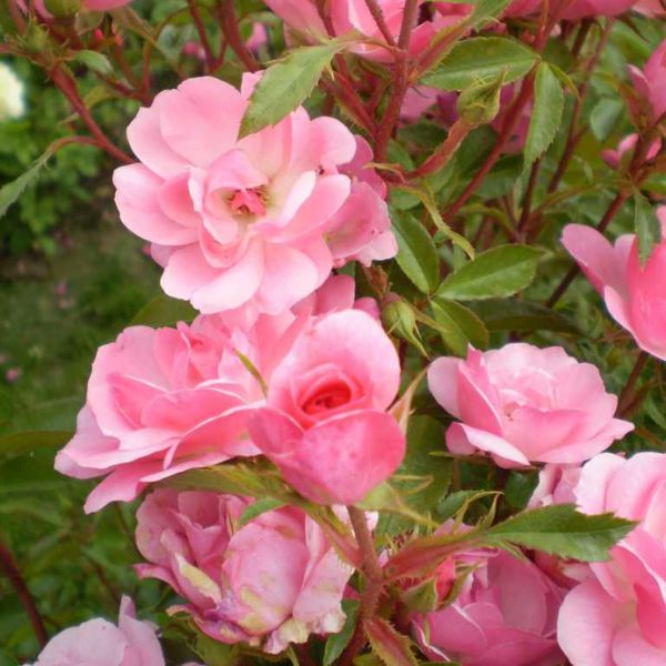 Easy Elegance® Pinktopia Rose