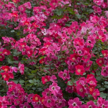 Oso Easy® Cherry Pie Rose