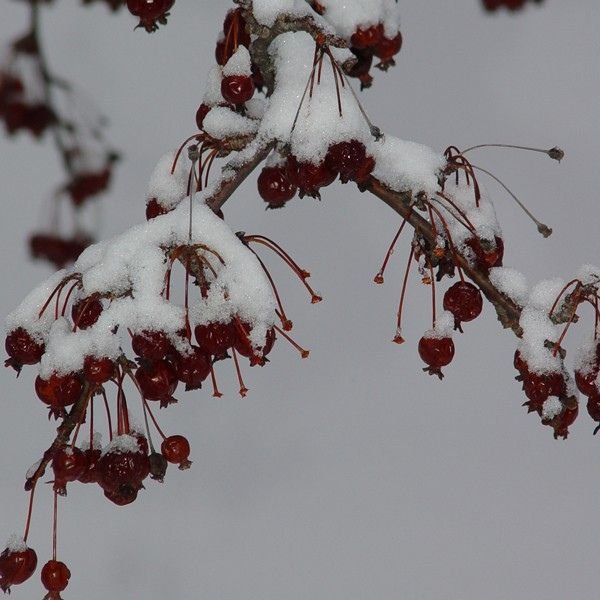 Sargent Crabapple Tree