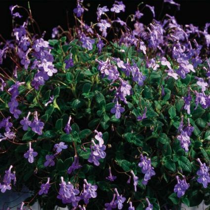 Concord Blue African Violet Streptocarpella