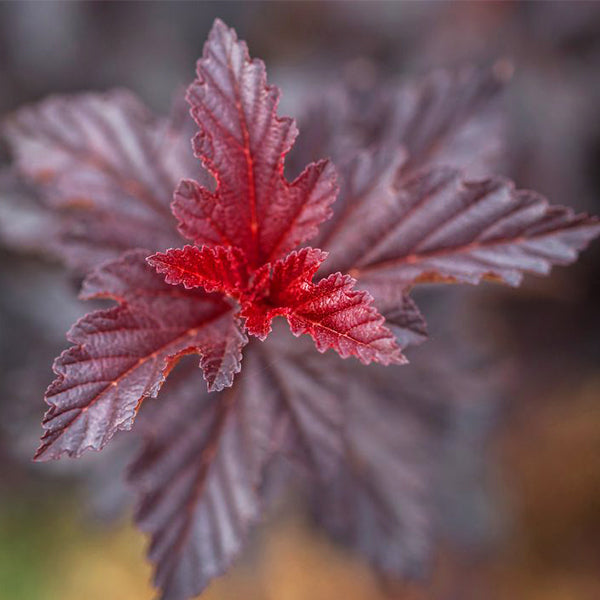 First Editions® Fireside® Ninebark