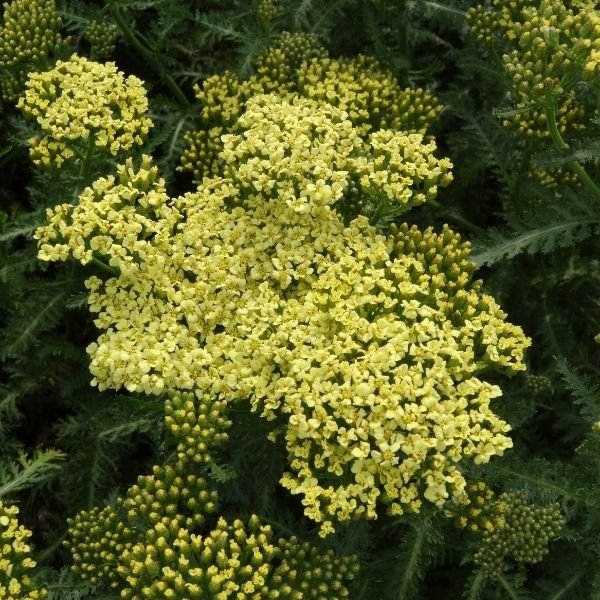 Sunny Seduction™ Yarrow