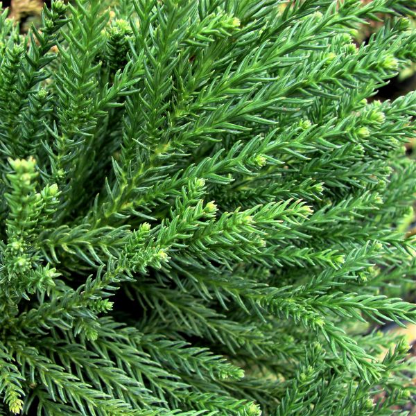 First Editions® Chapel View™ Japanese Cedar