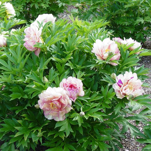 Garden Candy™ Simply Scrumptious™ Itoh Peony