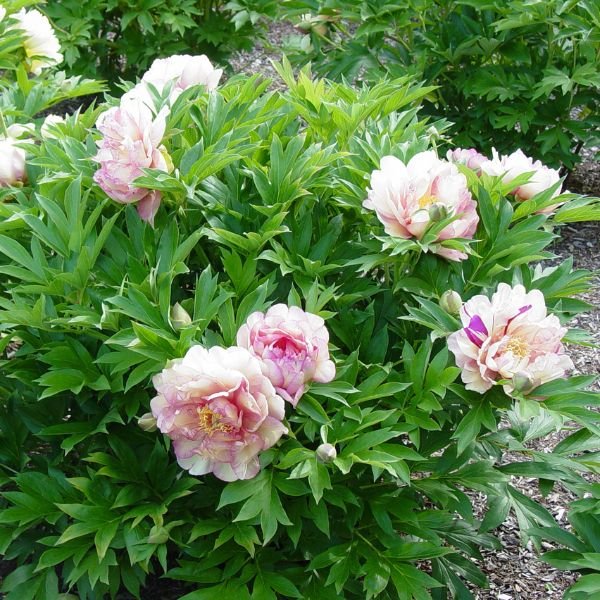 Garden Candy™ Simply Scrumptious™ Itoh Peony