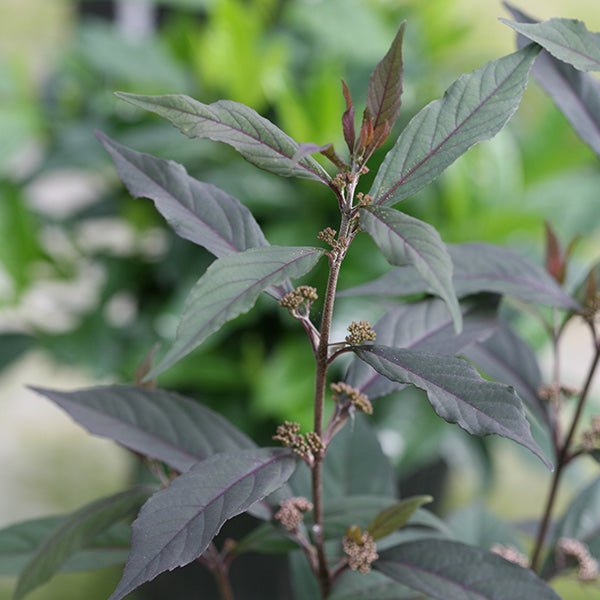 Pearl Glam® Beautyberry