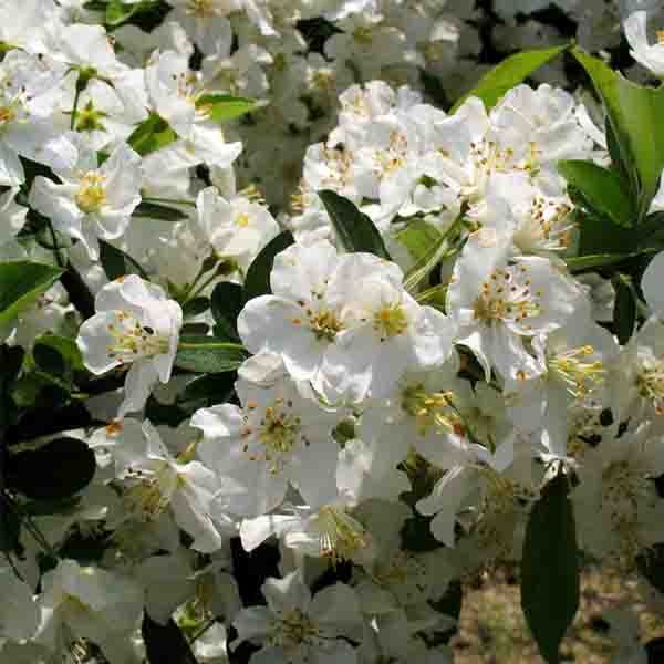 Sargent Crabapple Tree