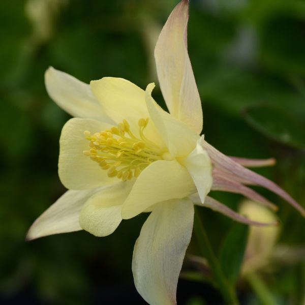 Earlybird™ Yellow Columbine
