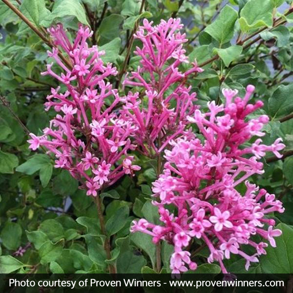 Bloomerang® Dwarf Pink Reblooming Lilac