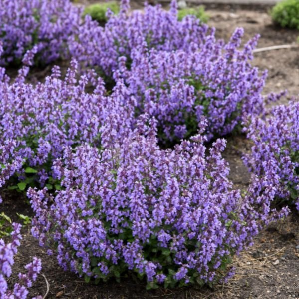 Proven Winners® ColorChoice® Cat's Pajamas Catmint