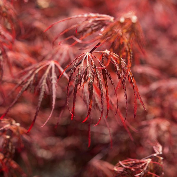 Crimson Queen Japanese Maple