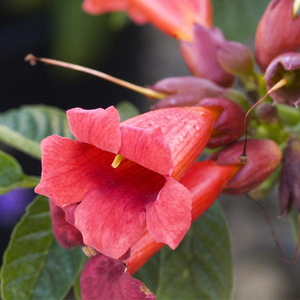 First Editions® Atomic Red™ Trumpet Vine