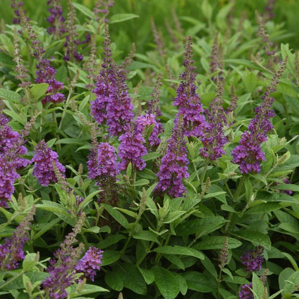 Chrysalis™ Blue Butterfly Bush