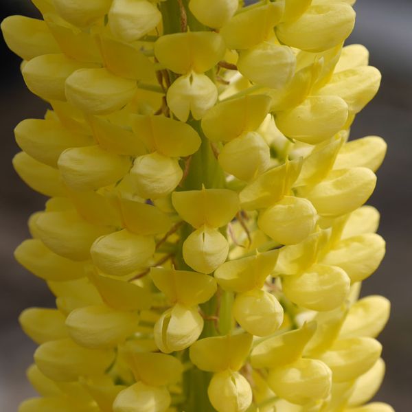 Proven Winners® Staircase™ Yellow Lupine