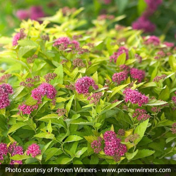 Double Play® Gold Spirea