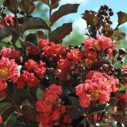 Black Diamond® Red Hot™ Crape Myrtle Shrub