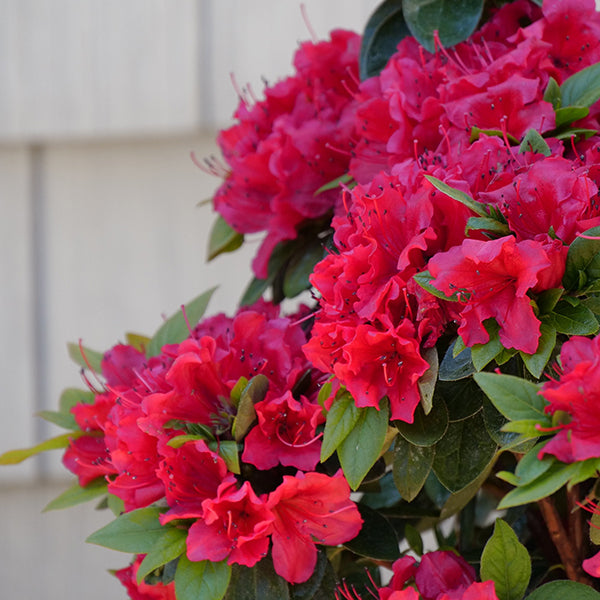 Perfecto Mundo® Red Azalea