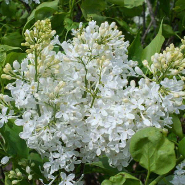 Bloomables® New Age™ White Lilac