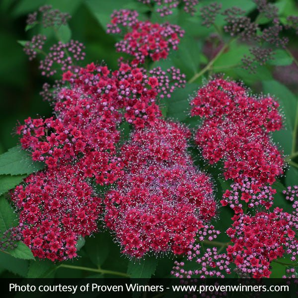 Double Play® Red Spirea