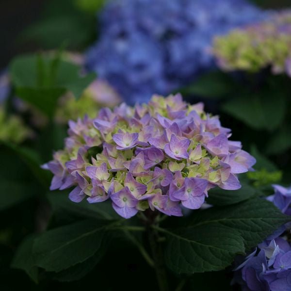 Let's Dance® Rhythmic Blue™ Reblooming Hydrangea