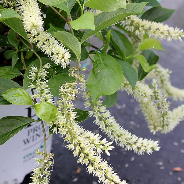 Little Henry® Virginia Sweetspire