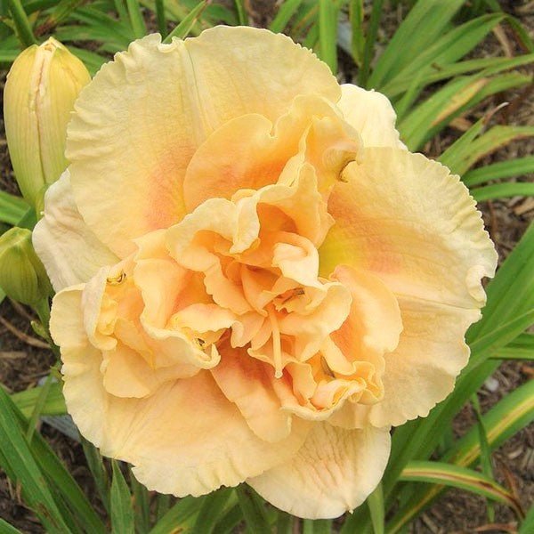 Rainbow Rhythm® Siloam Peony Display Daylily