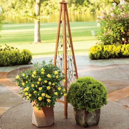 Oso Easy® Lemon Zest® Rose