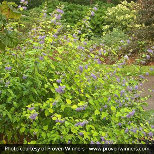 Sunshine Blue® Bluebeard II