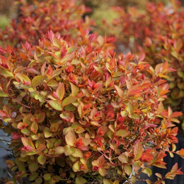 Double Play Doozie® Spirea
