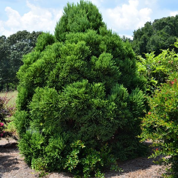 First Editions® Chapel View™ Japanese Cedar