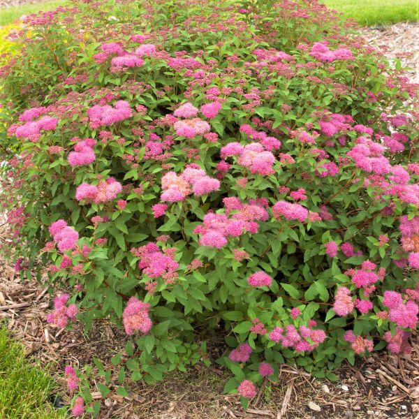 Superstar™ Spirea
