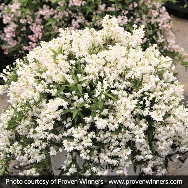 Yuki Snowflake® Deutzia