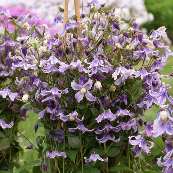 Proven Winners® Stand by Me Lavender Bush Clematis