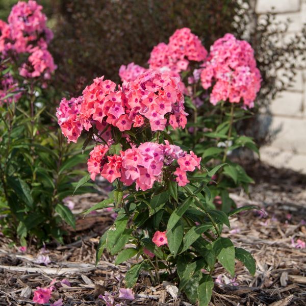 First Editions® Coral Crème Drop™ Phlox