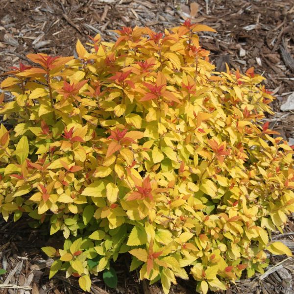 Double Play® Candy Corn® Spirea