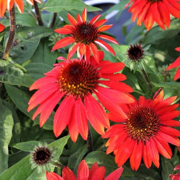 Sombrero® Sangrita Coneflower