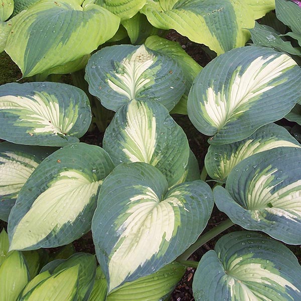 Shadowland® Hudson Bay Hosta