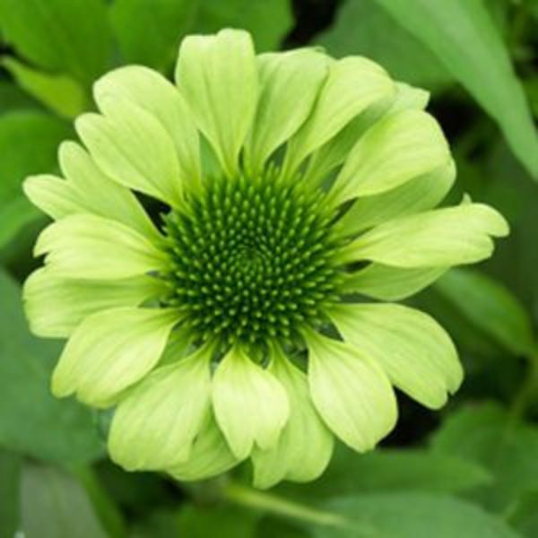 Green Jewel Coneflower