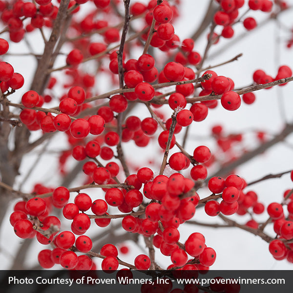 Berry Poppins® Winterberry