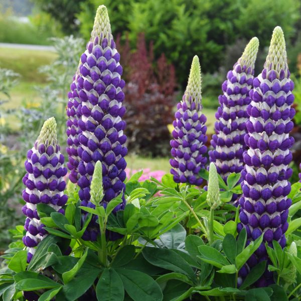 Proven Winners® Westcountry™ Blacksmith Lupine