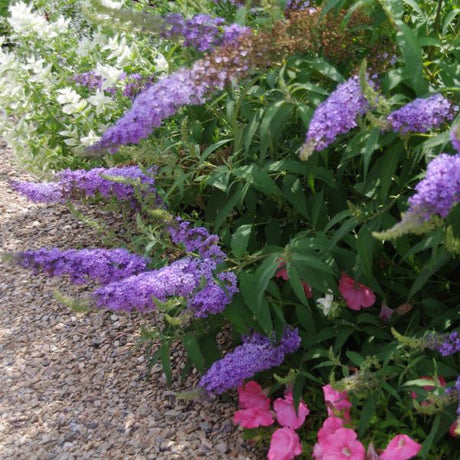 Buzz™ Sky Blue Butterfly Bush