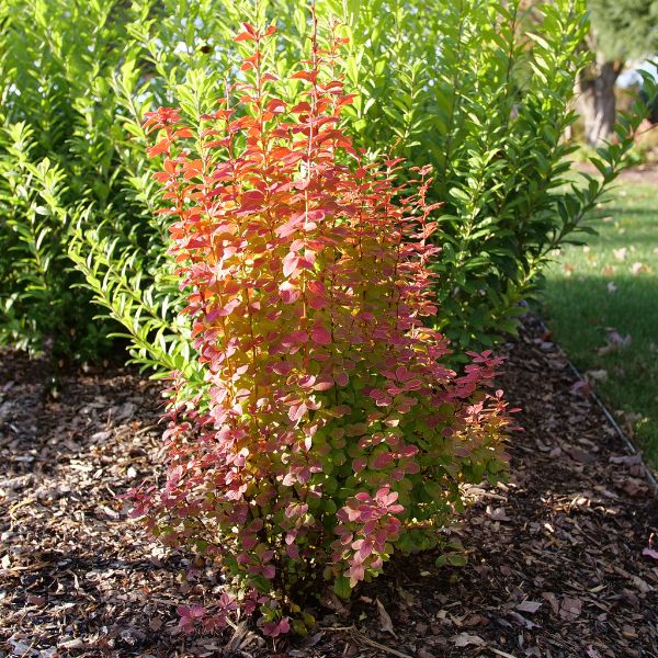 Sunjoy Orange Pillar® Barberry