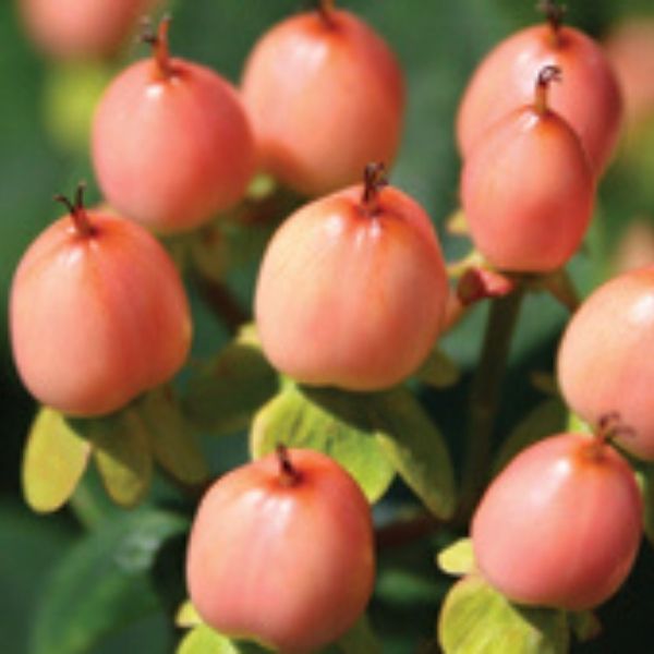 Beauty™ St. John's Wort